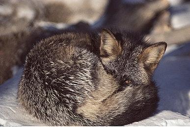 休闲卡牌游戏《逍遥仙游图》Steam页面上线 明年发售