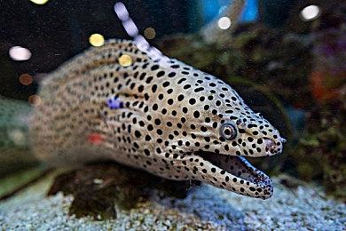 《索尼克3》编剧想要制作《塞尔达风之杖》电影