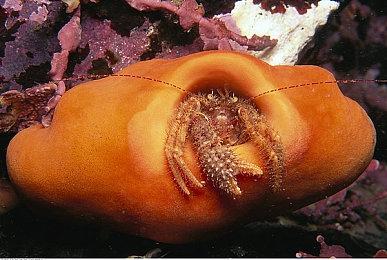 卡普空询问玩家：是否想要更多的豪华复刻版